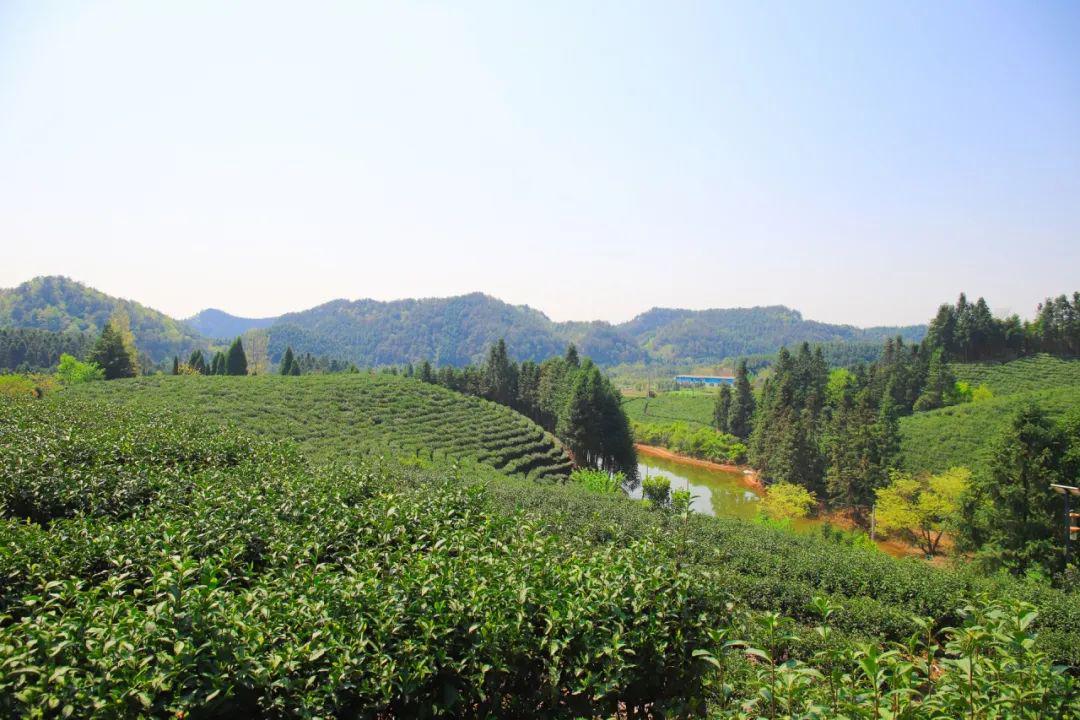 常山银毫图片