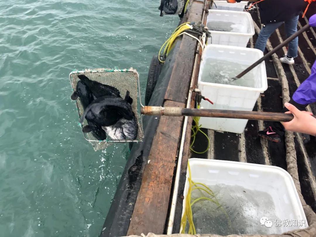 清水放生珍爱生命慈悲放生今日带籽大黑鱼放归大海