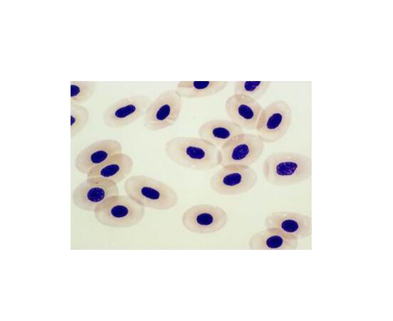 蛙血细胞手绘图片图片