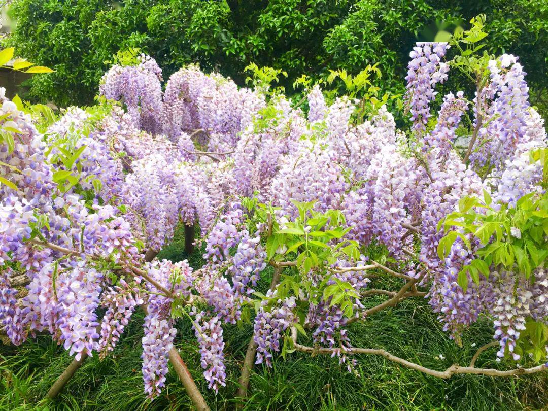 春游江淮请您来颍上旅游之尤家花园管仲老街