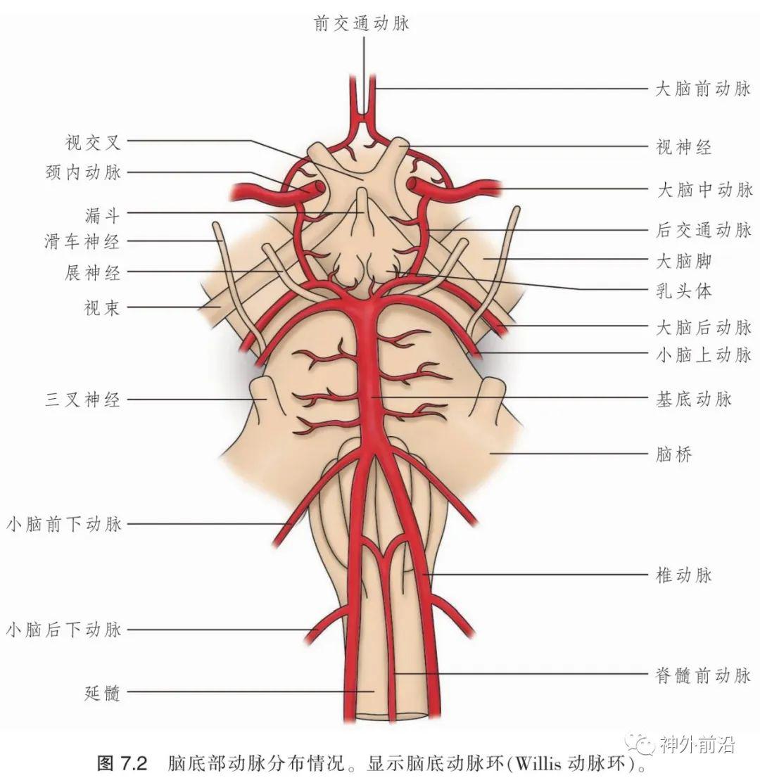 脊髓前动脉解剖图片