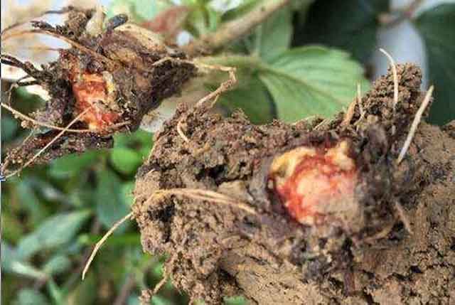 防治根结线虫的方法有哪些,根结线虫病打什么药,草莓根结线虫就用线翘