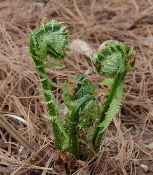 这些野菜是春季不可或缺的美食到长白山森工挖野菜品味蕾春天