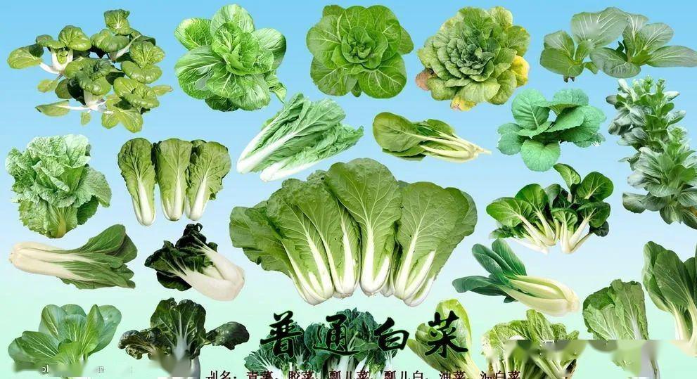 普通白菜栽培技术_品种