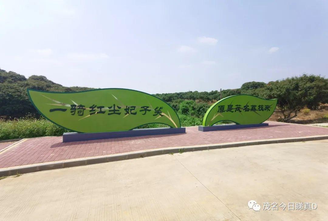 直击中国荔枝第一镇茂名荔枝长成这样了