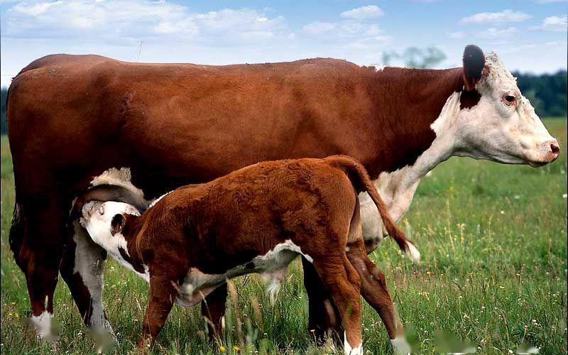 创意设计素材早期狮马等动物神的象征寓意