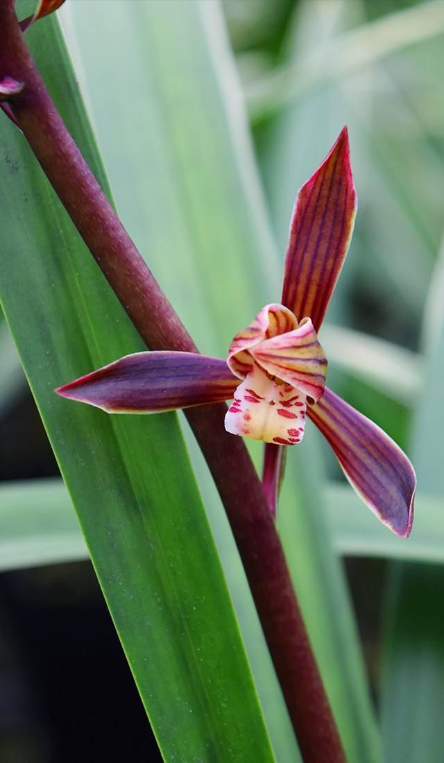 原创墨兰是兰花中高贵的品种养好了能长到一米多开花美艳颜值高