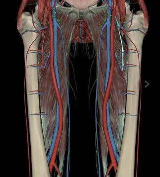 大腿内侧大动脉位置图图片