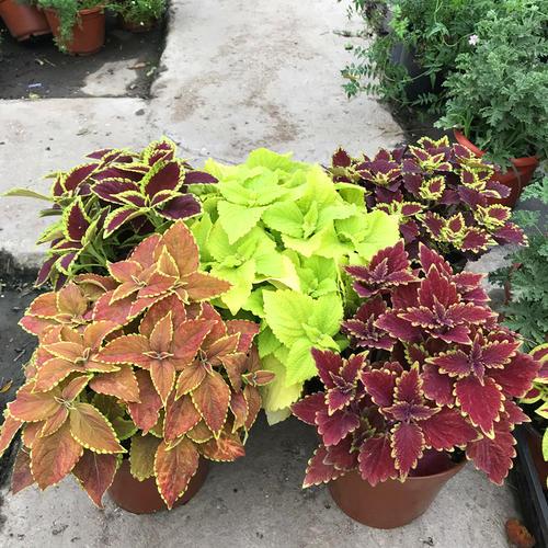 原创彩叶草叶片色彩鲜艳而丰富盆栽要如何管理呢