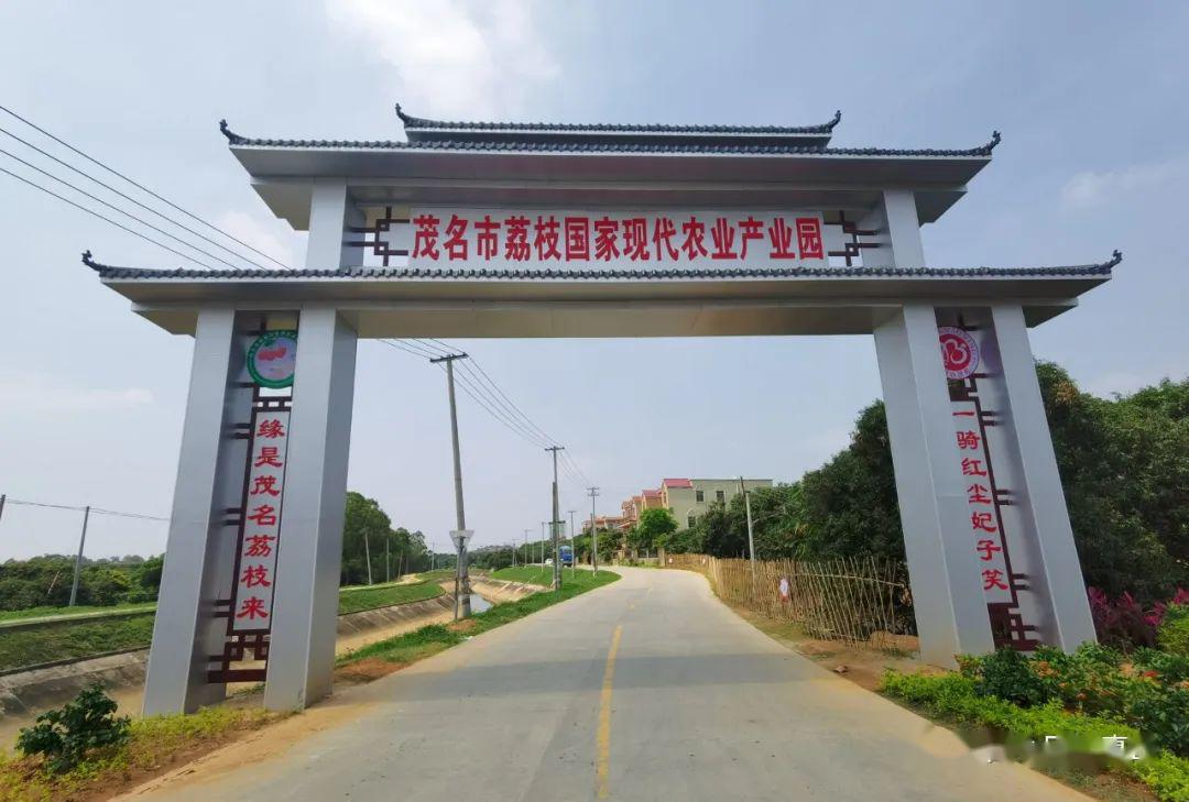 直击中国荔枝第一镇茂名荔枝长成这样了