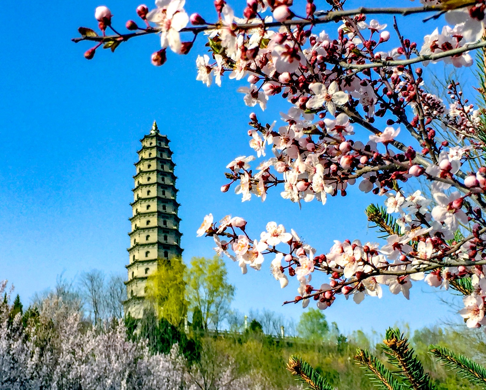 山西左权春到鳌峰花开太行