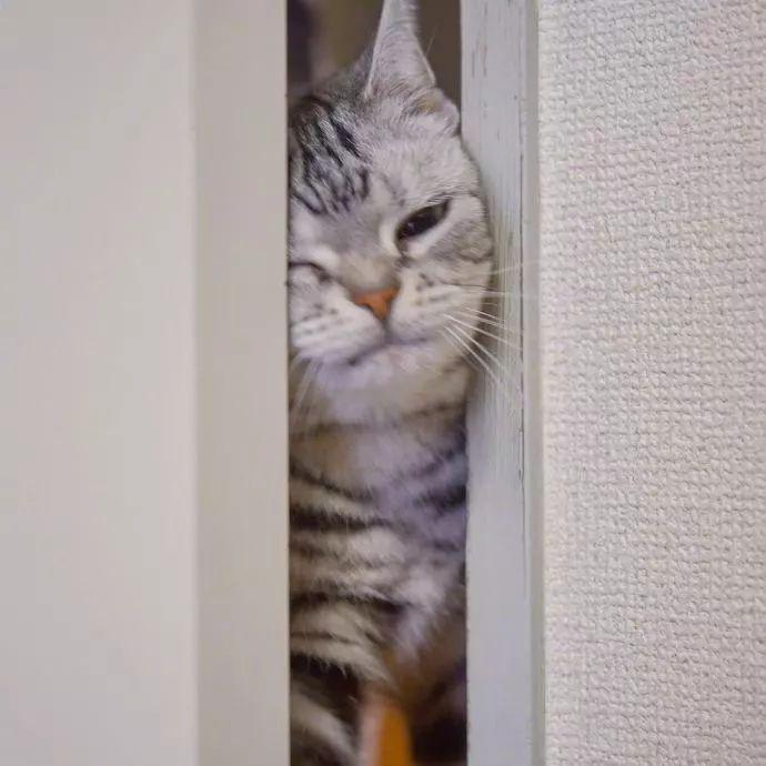 执着于用胖脸挤门的猫咪,猫生就是一场大型的不妥协