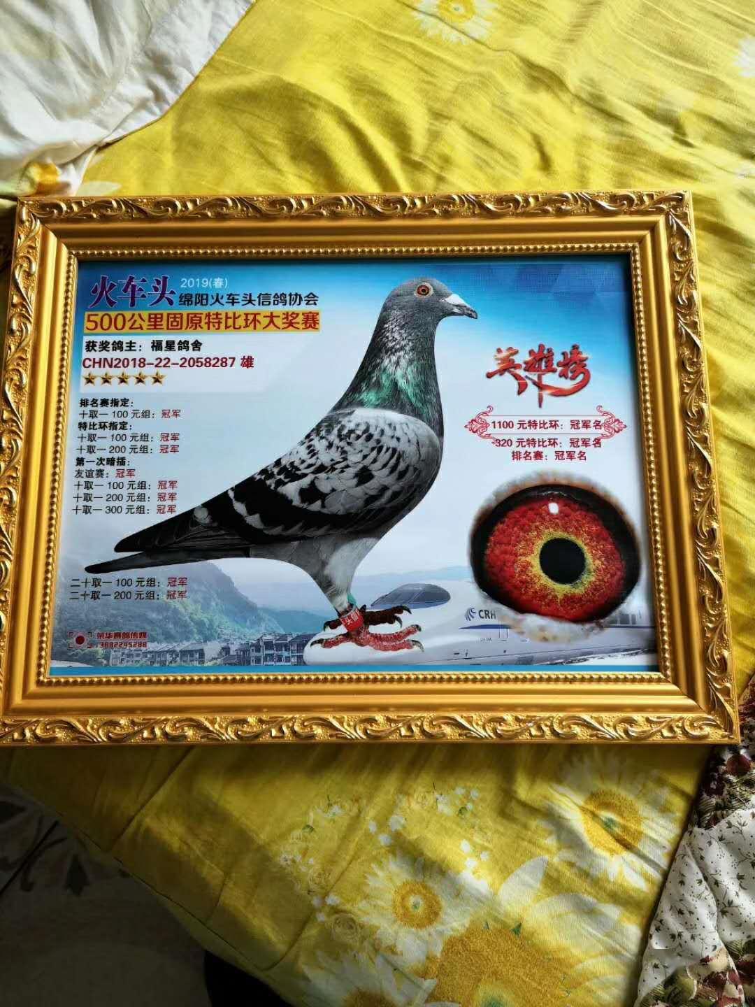 速度赛闪电战的佼佼者风驰电掣的速度看看这路鸽子