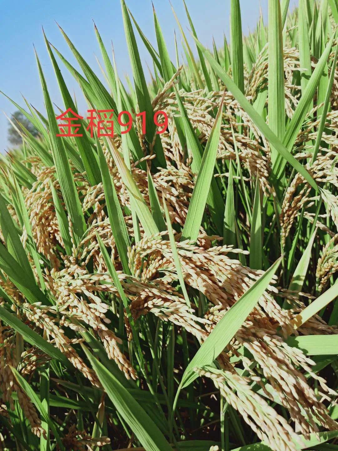 来自宁河七里海镇的种植户杜乃合,选择了种植金稻919这个品种,同时