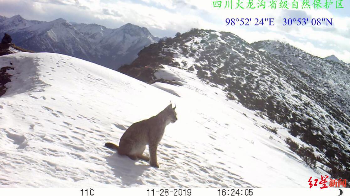 雪地"狠角色!四川甘孜拍到猞猁活动清晰影像,性情凶猛狡猾