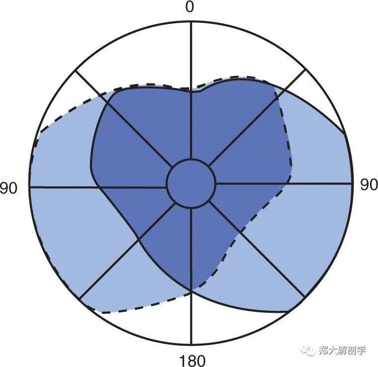 视觉系统_细胞