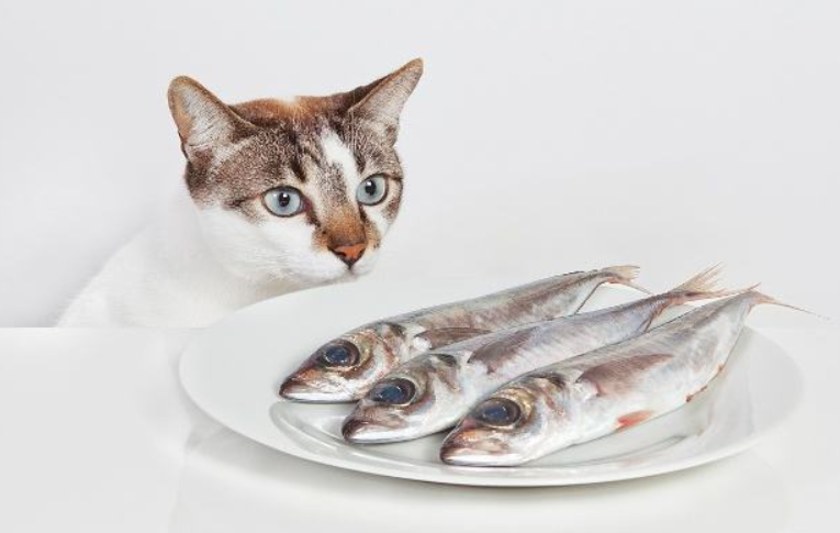 猫喜欢吃鱼,这是一个被误解了700多年的常识,并且可能致命