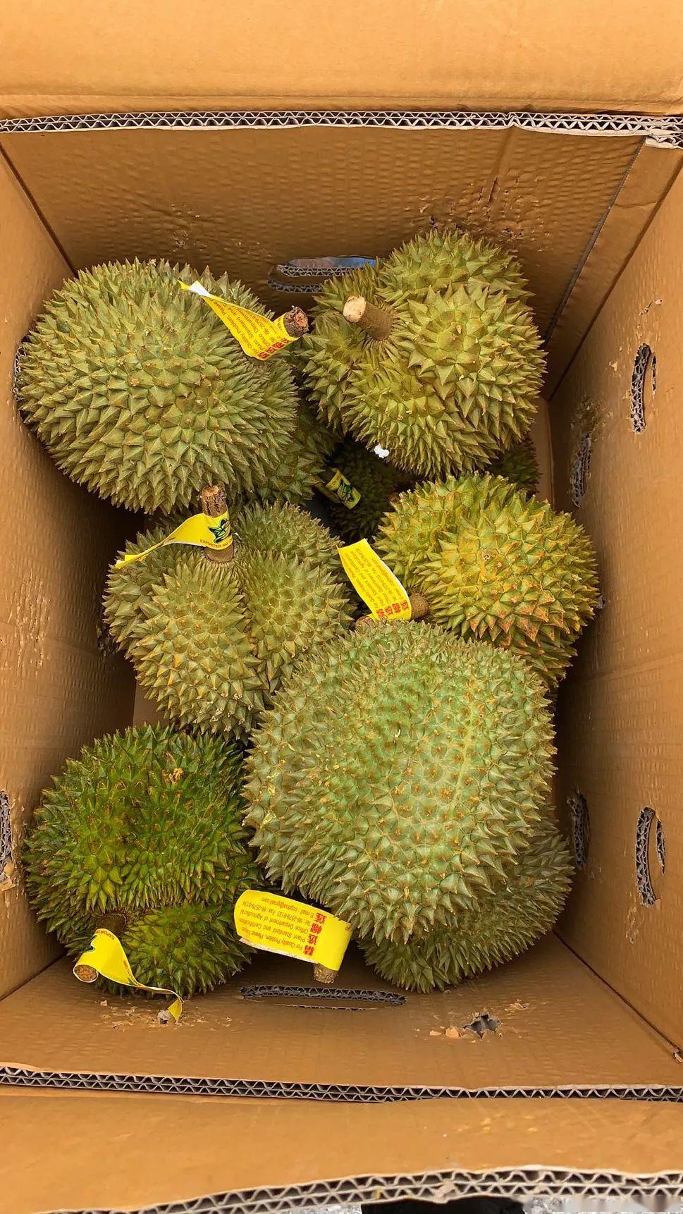 有人说它臭得像屎,如今被一堆人哄抢!_榴莲