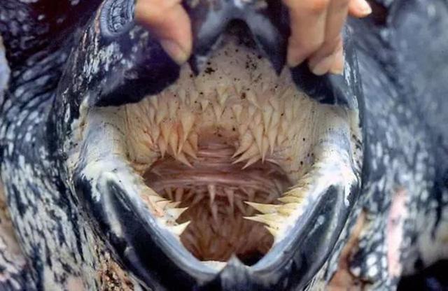棱皮海龟口腔图片