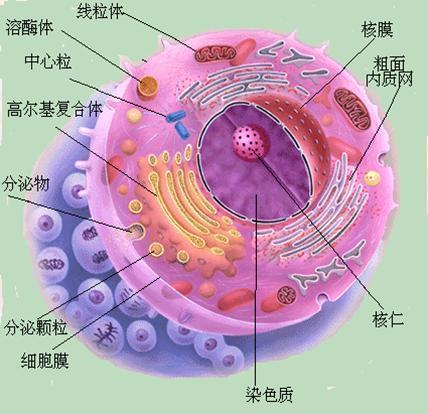 朗格汉斯细胞作用图片