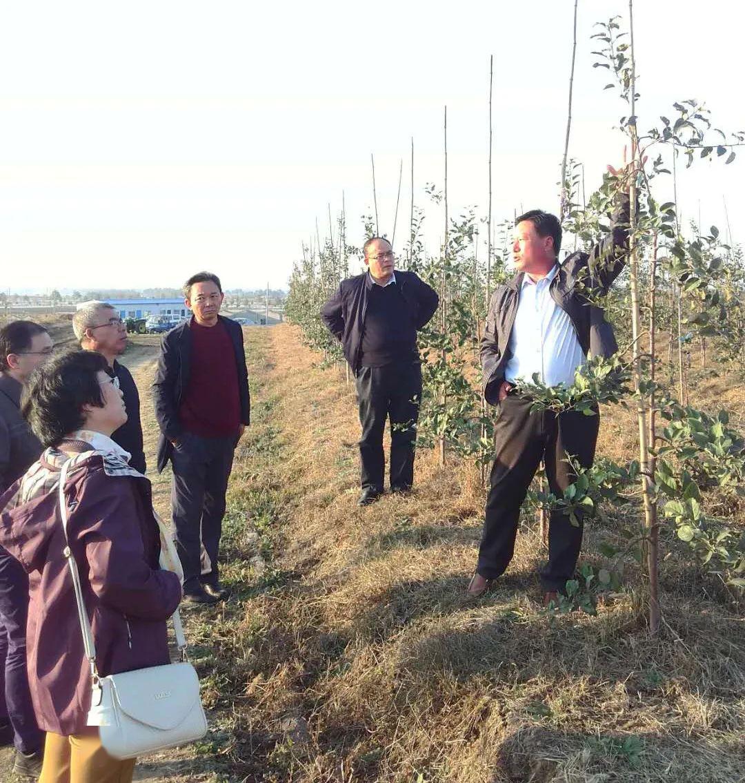 【农业科技示范基地系列展示】之四     青岛蓝坤果蔬专业合作社乔化