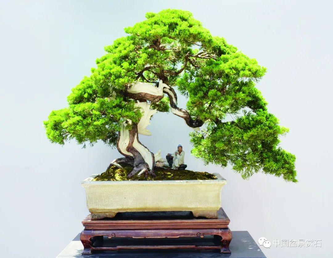 抗疫时刻线上回顾岭南盆景名家吴成发陈昌黄就伟精品展回顾四