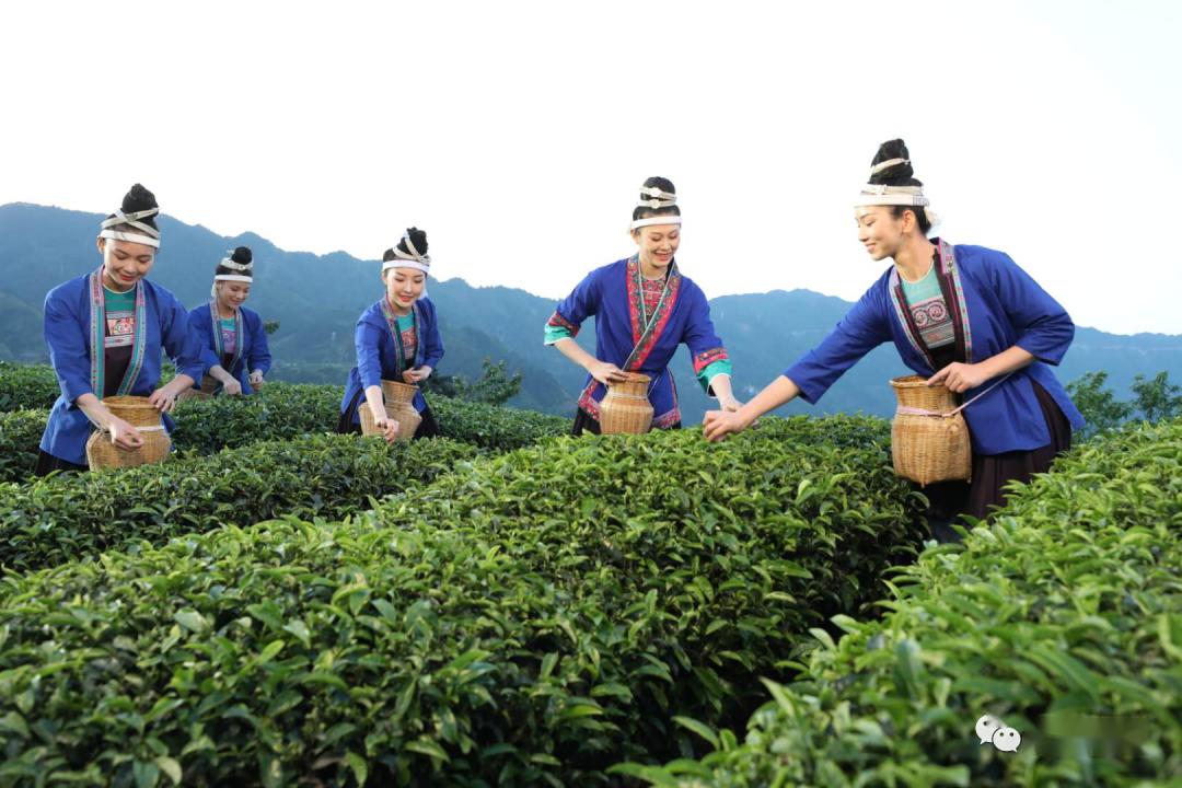 三江茶叶将上央视,先剧透一点点,更多精彩值得期待!