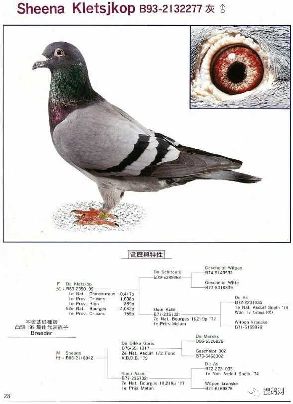 戈马力世界名鸽020照片图片