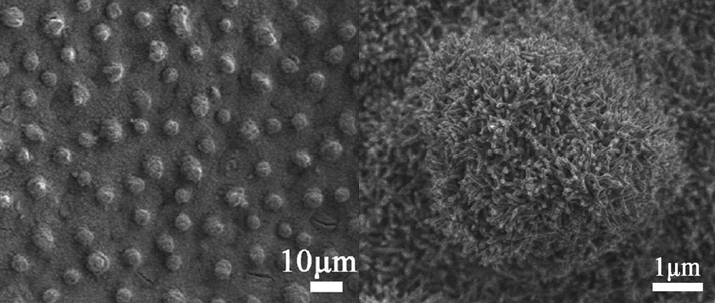 我可以看到荷叶被放大之后,显示它的表面并非是平滑的,而是存在无数