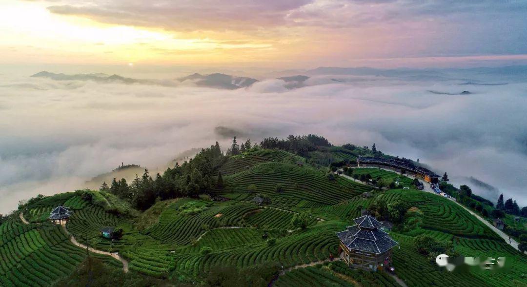 三江茶叶将上央视,先剧透一点点,更多精彩值得期待!_广西