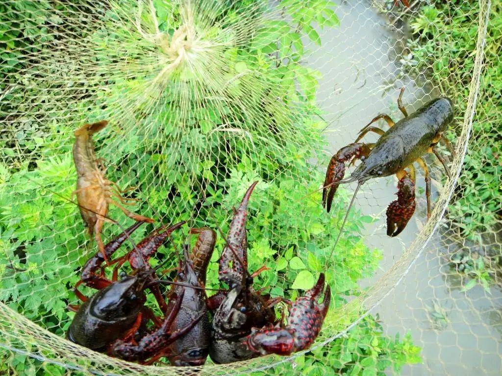 收藏泸州周边8大小龙虾基地一下午就能满载而归