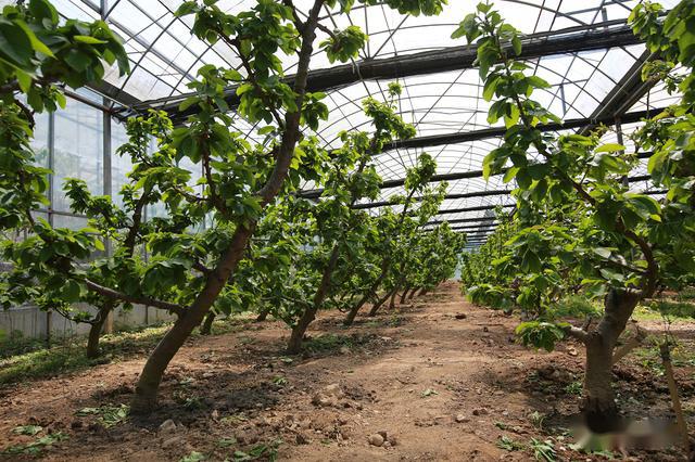 车厘子授粉进行时静等6月红满枝