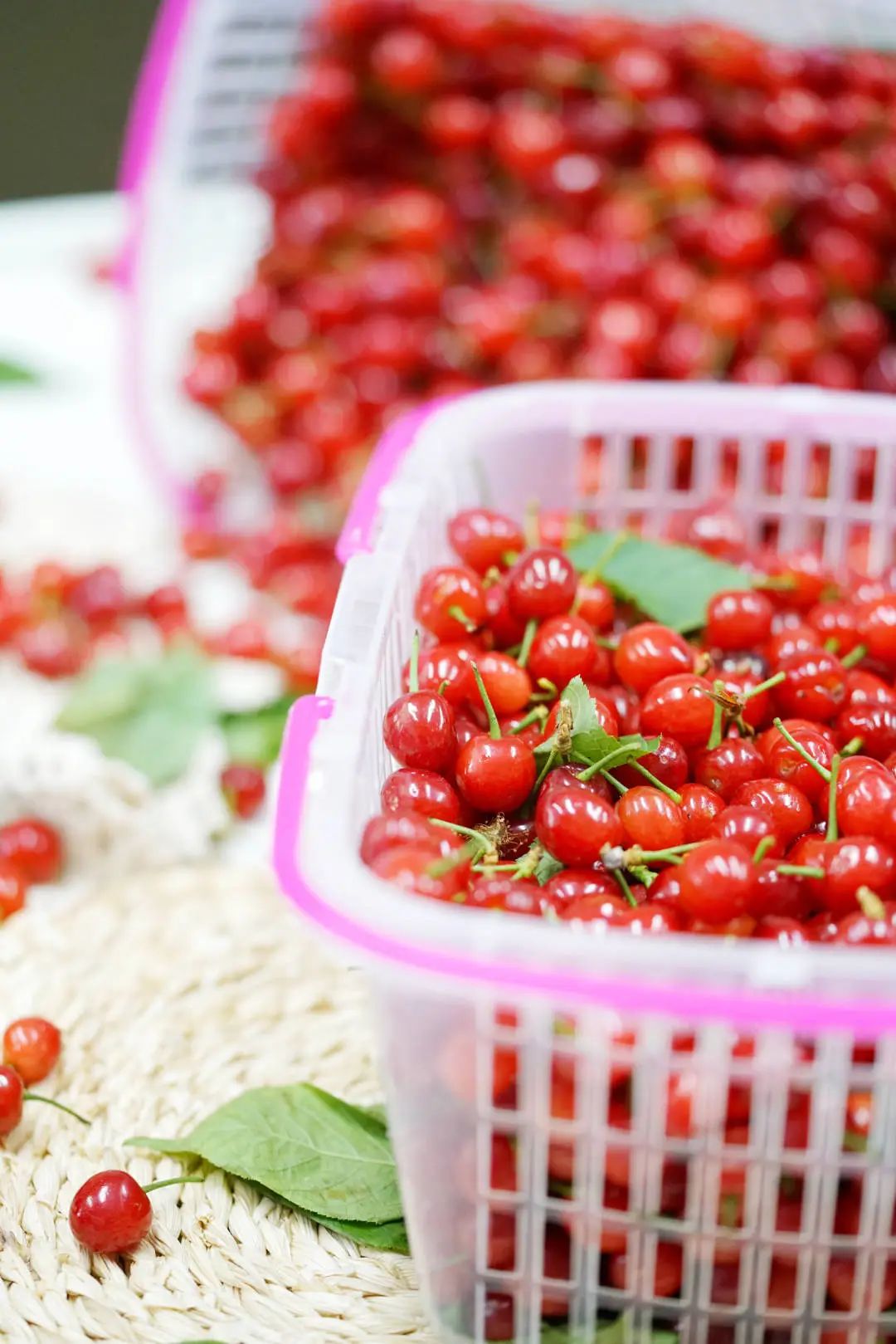 贵妇级大樱桃每一口都是黔的味道