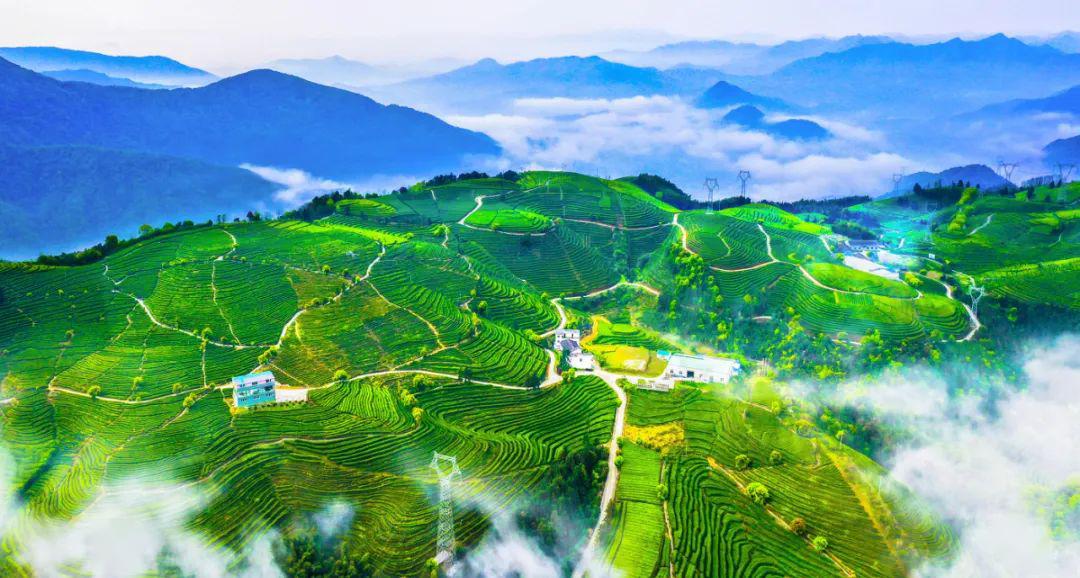 去寻访福安"最美茶园",不负人间四月天!_摄影