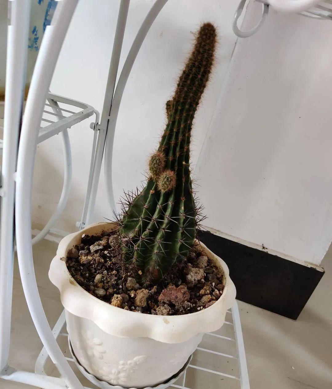 原本是颗仙人球,却靠实力长成了「仙人锥」…图片来源:豆瓣@mr.