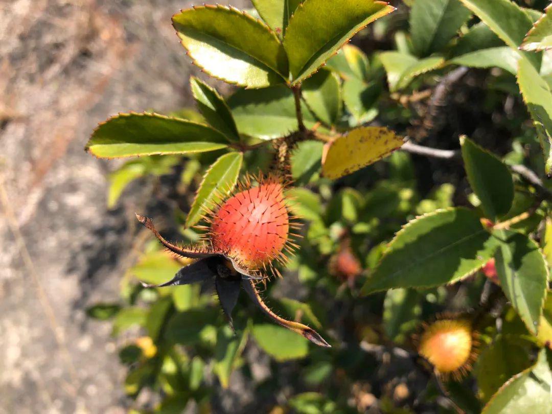 漫山遍野开的白花,它的果实是一味好药_樱子
