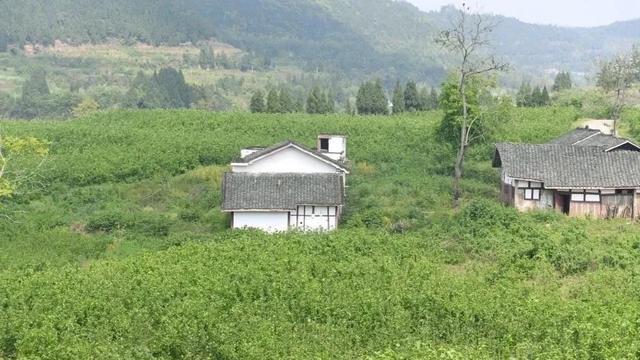 重磅!全国首个国家级桑茶农业标准化示范区项目落户南充