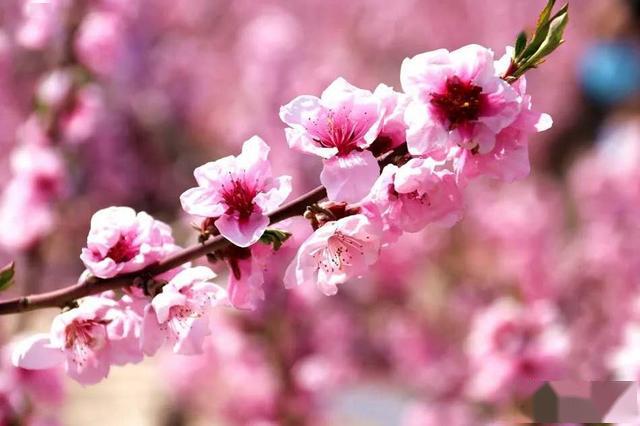 天水师院三位教授笔下的秦安桃花