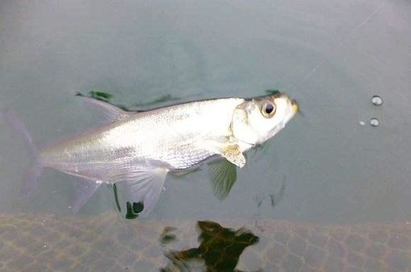 和大家分享一种钓翘嘴鲌的方法很多钓友都喜获丰收