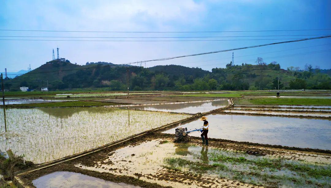 雲遊巴馬丨壽鄉復工復產春耕忙