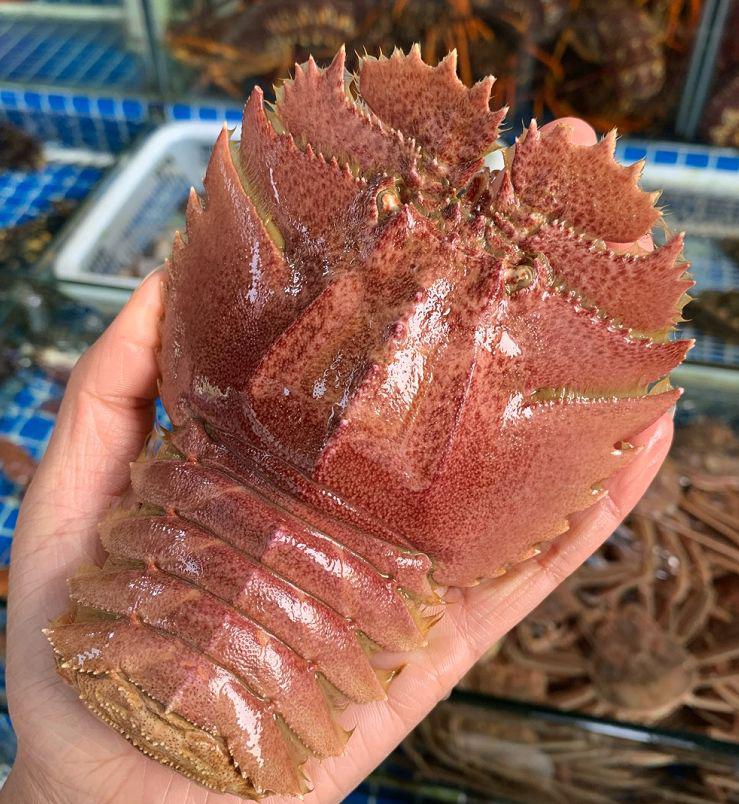 这里只要几十块一斤高档食材只需要简单的做法清蒸虾姑排可是非常美味