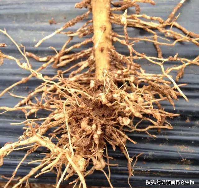 马铃薯如何预防根线虫土豆根线虫用什么药可以消灭根线虫的防治药线