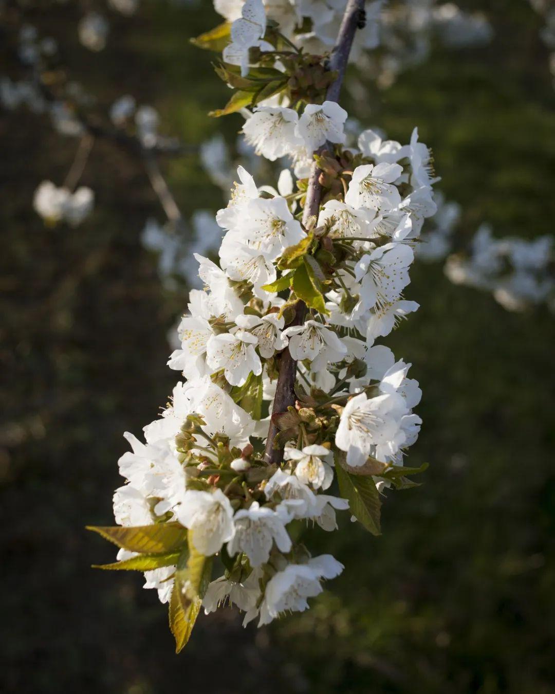 一到春天这山头却白了一片