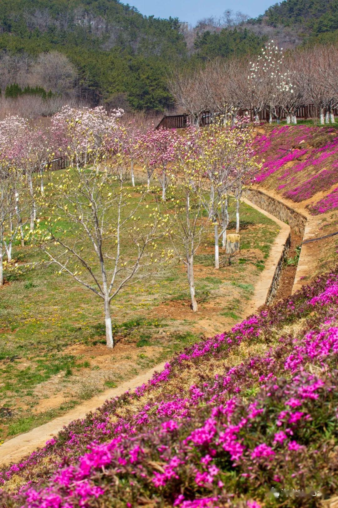 大连十大最美花海即将盛放这份超全赏花指南绝对用得上