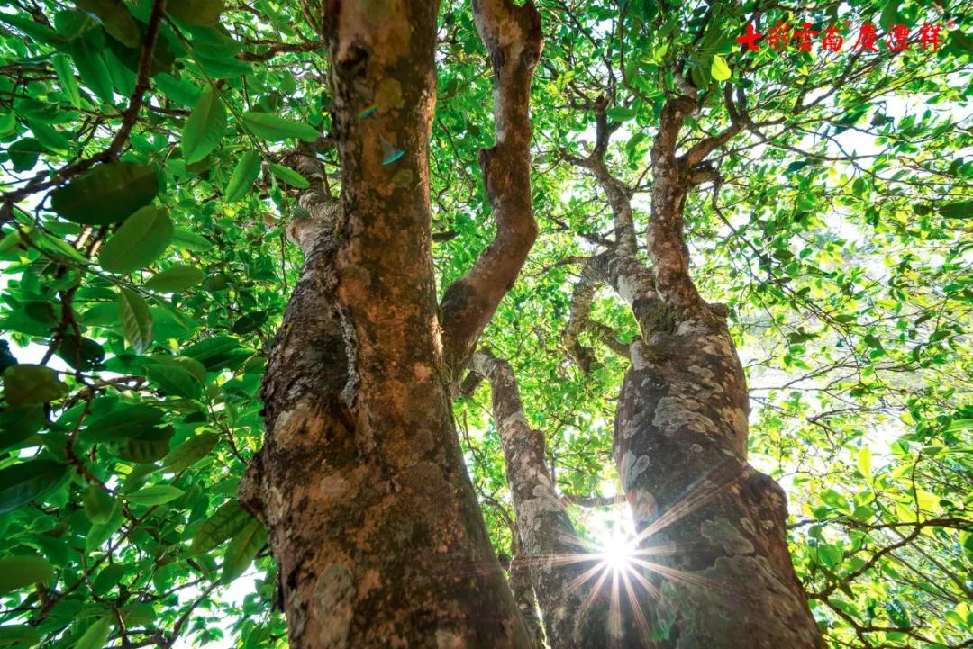 你没见过的冰岛600年单株古树开采了!_茶树