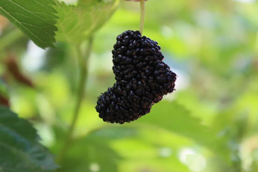 乡村振兴如此葚好等你来摘
