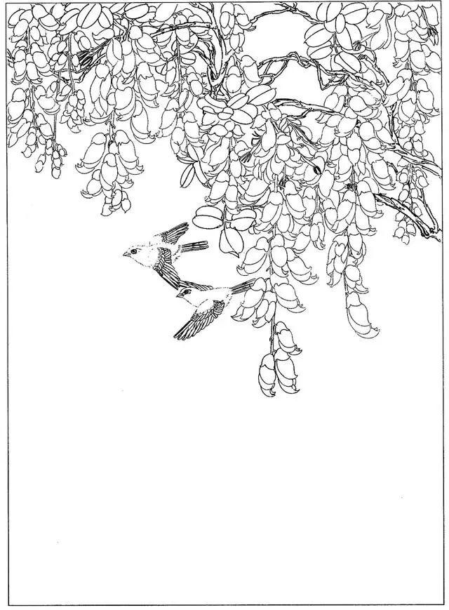 春暖花开48张精品花鸟工笔白描拿去画