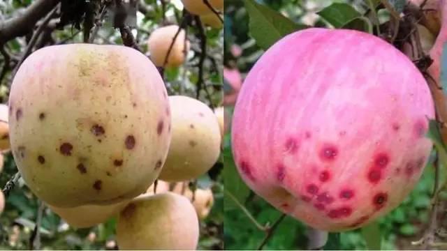 缺乏后常常导致苹果果实的生理病害,最典型的是苦痘病,痘斑病和水心病