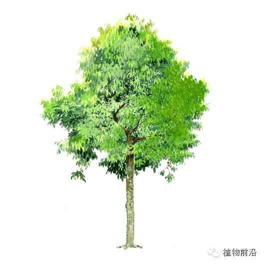 快来认树了101种带名字的手绘植物立面图