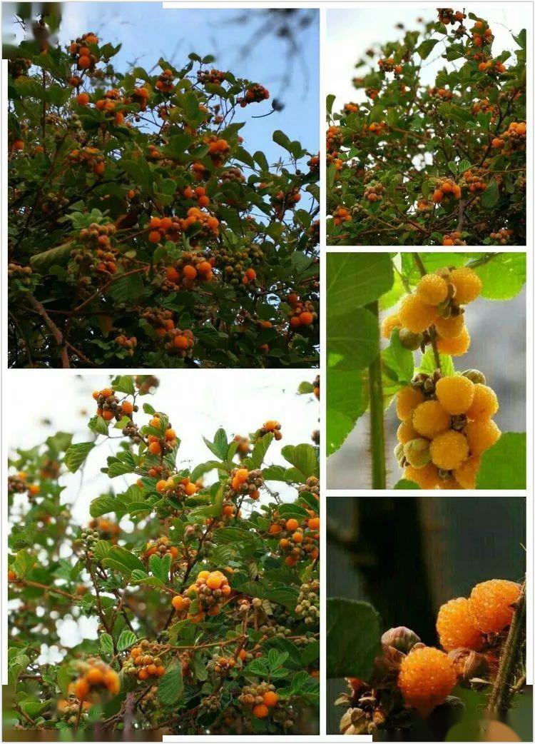 普洱黄泡果熟了走摘黄泡果干克